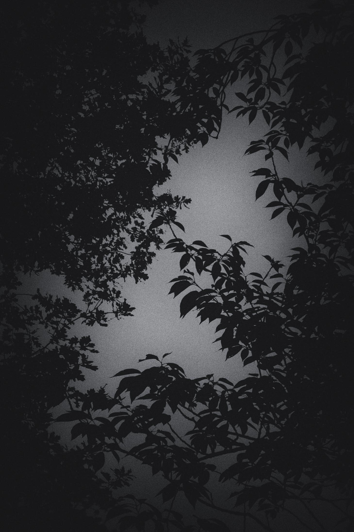 Trees at Night LD-2.jpg