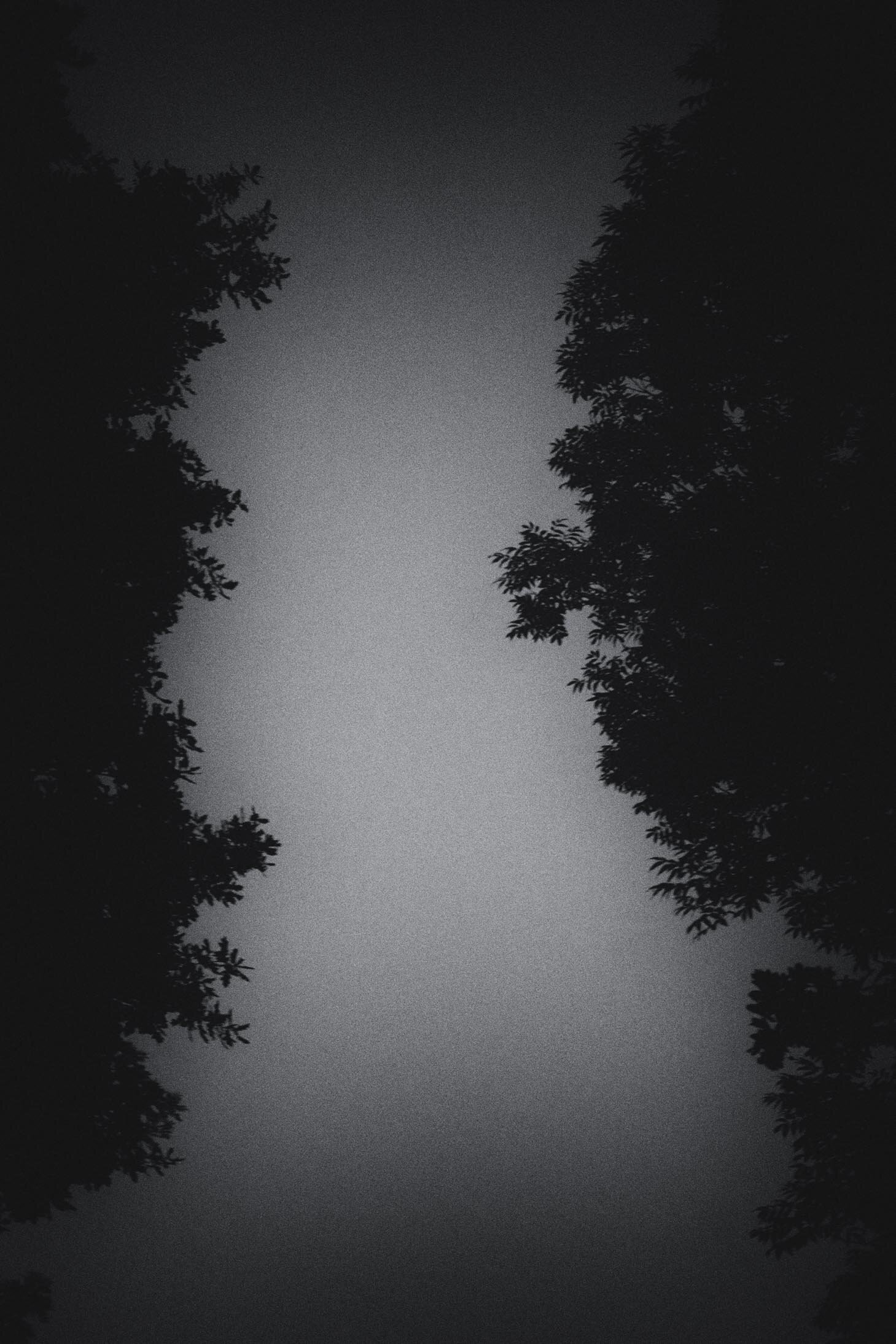 Trees at Night LD-1.jpg
