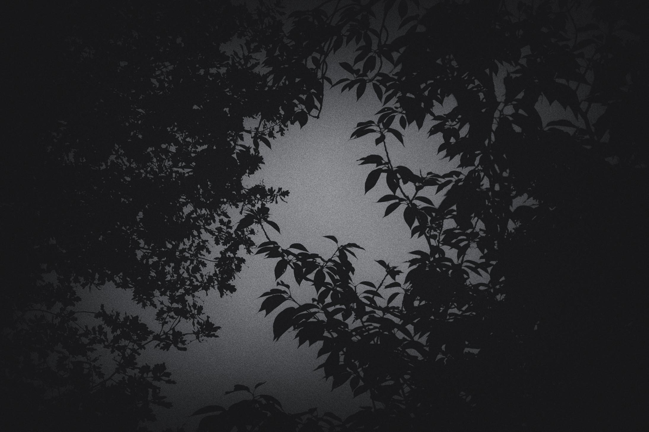 Trees at Night LD-3.jpg