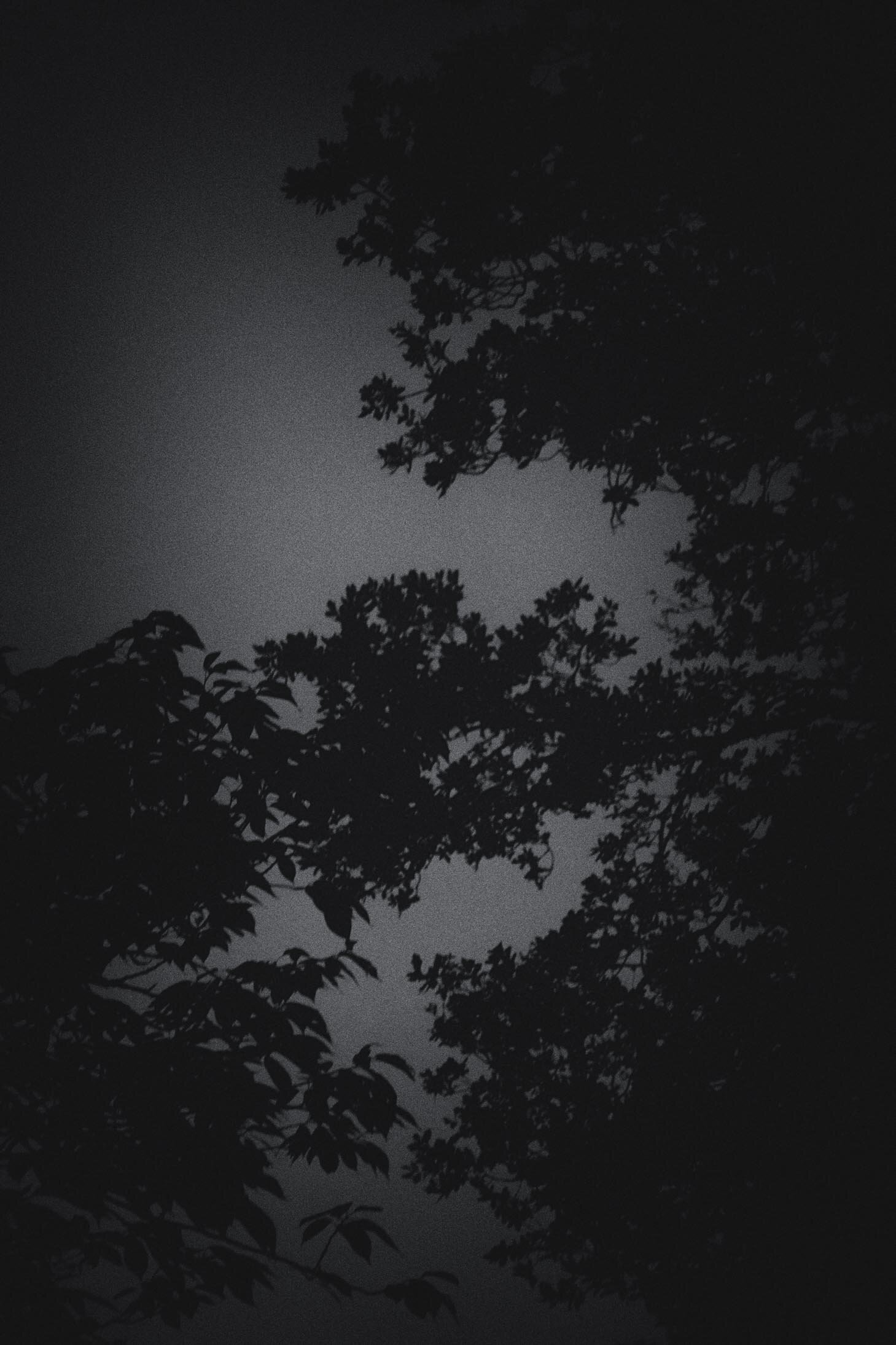 Trees at Night LD-4.jpg