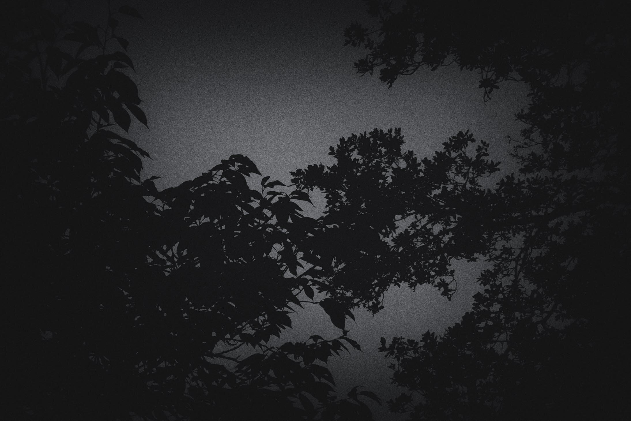 Trees at Night LD-5.jpg