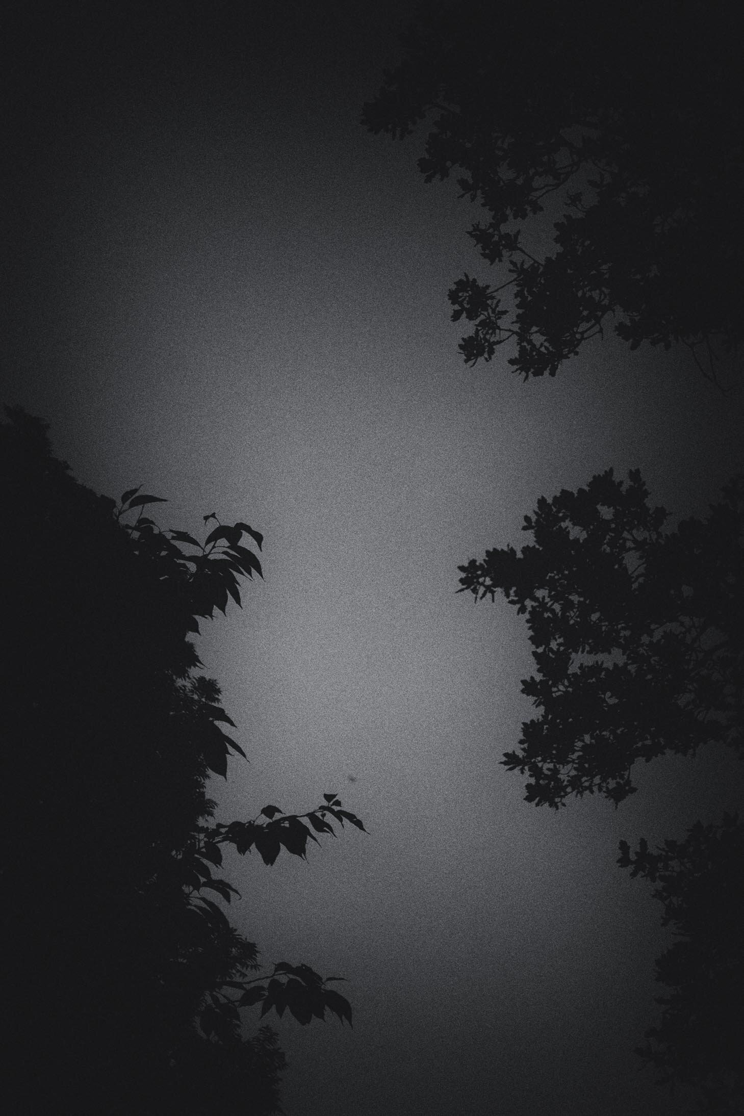 Trees at Night LD-6.jpg