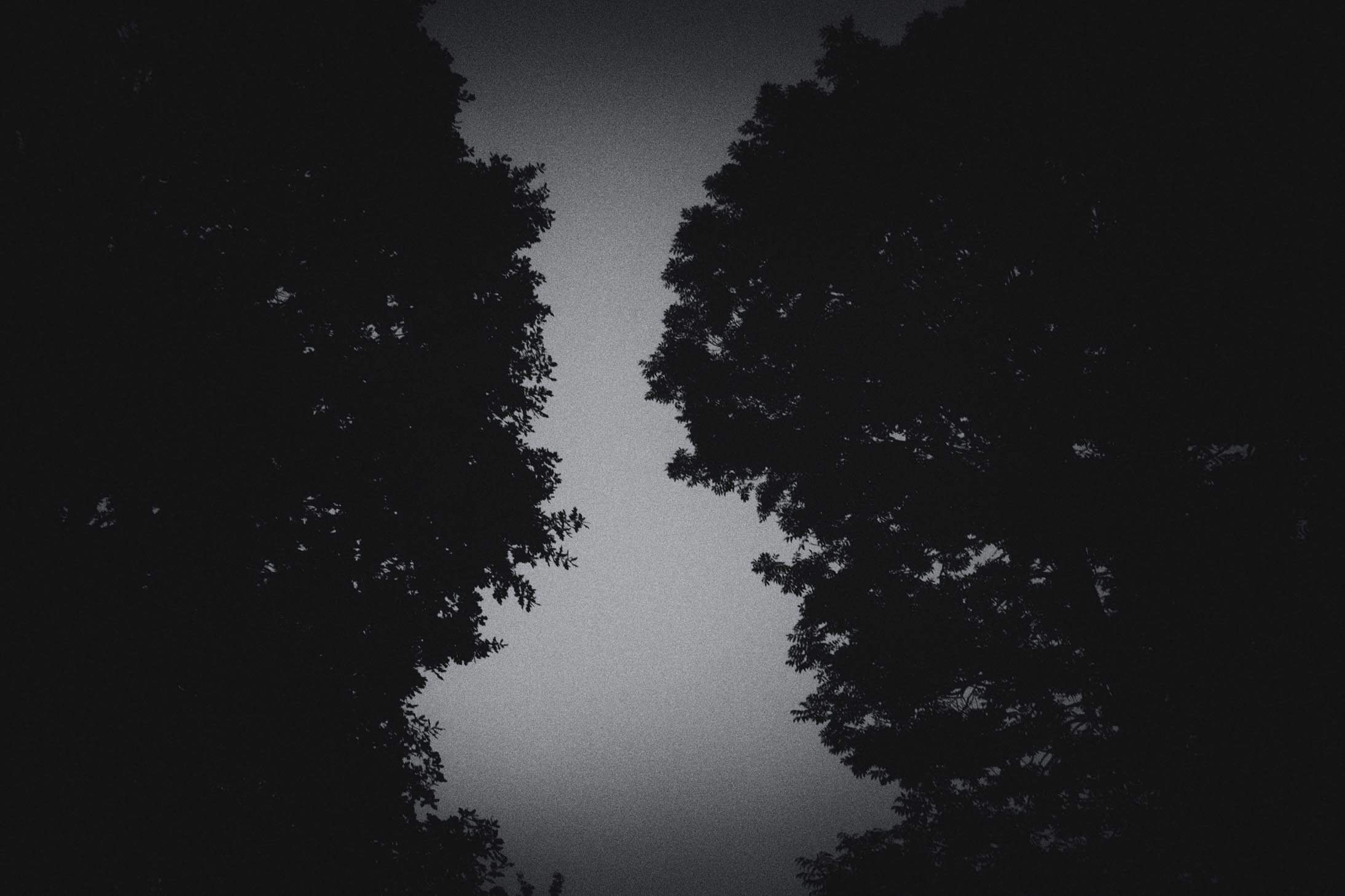 Trees at Night LD-8.jpg