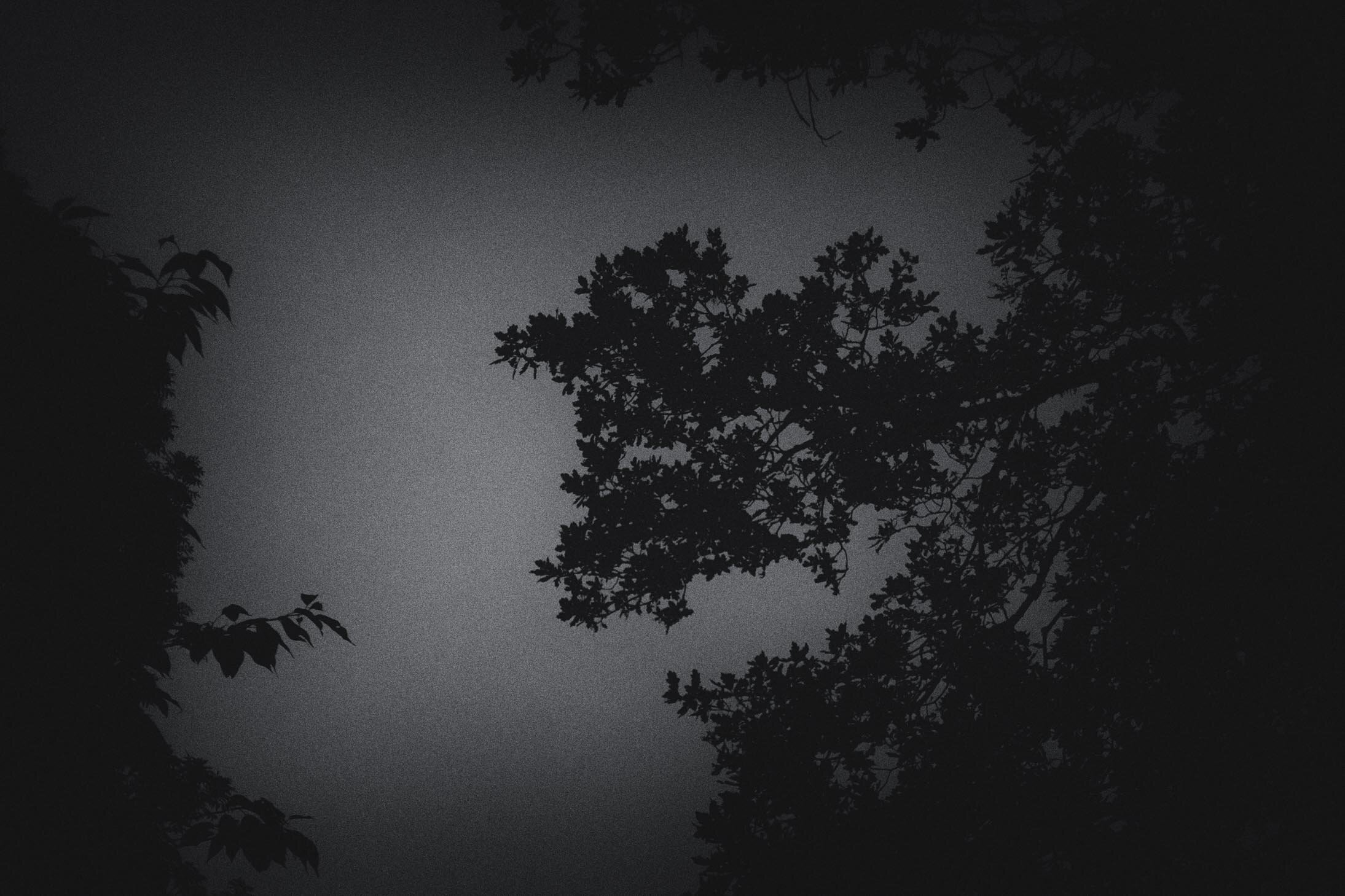 Trees at Night LD-7.jpg
