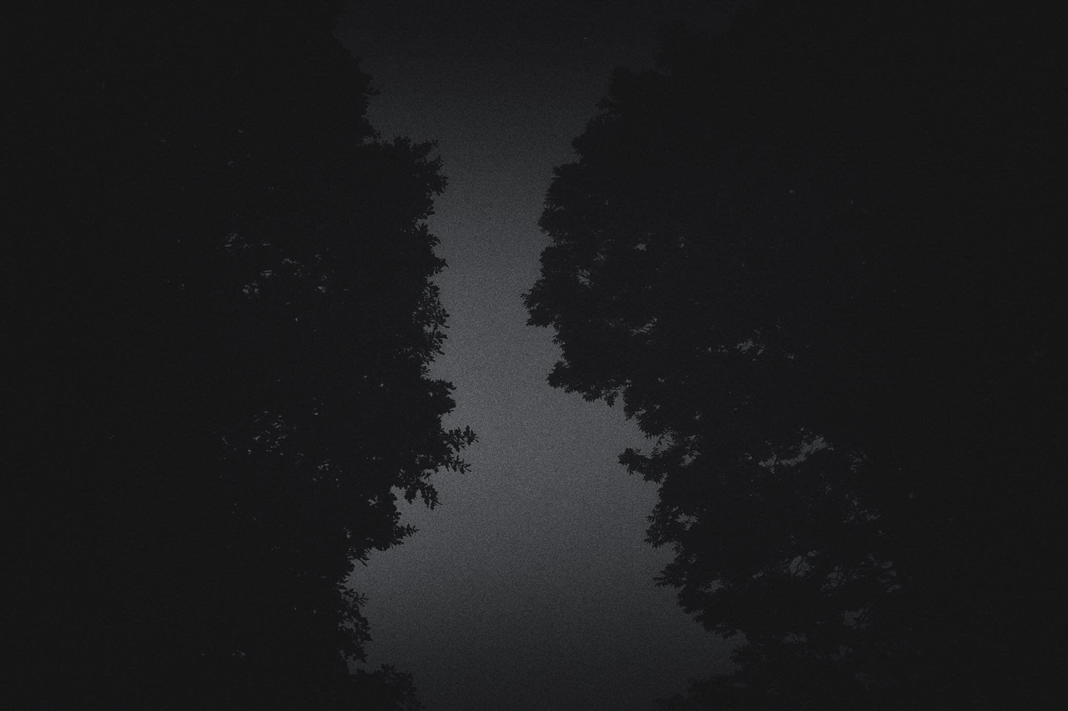 Trees at Night LD-10.jpg