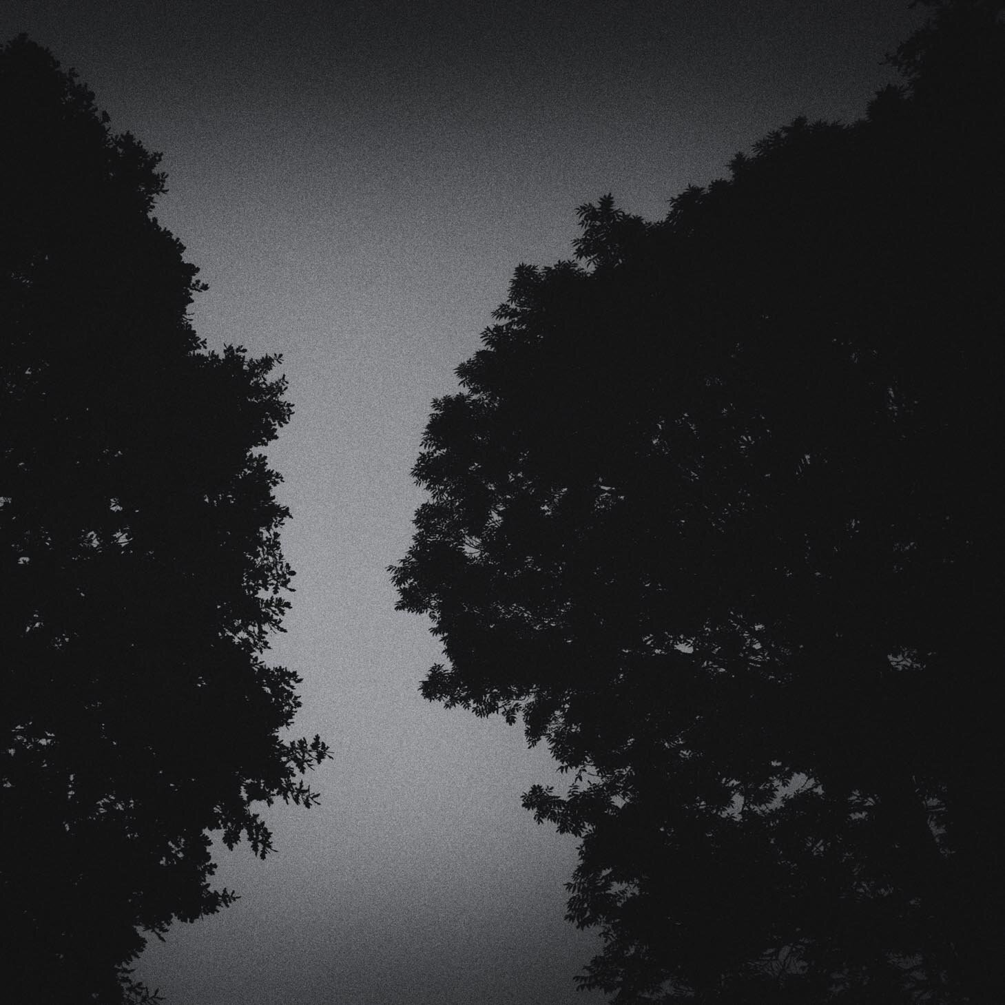 Trees at Night LD-9.jpg