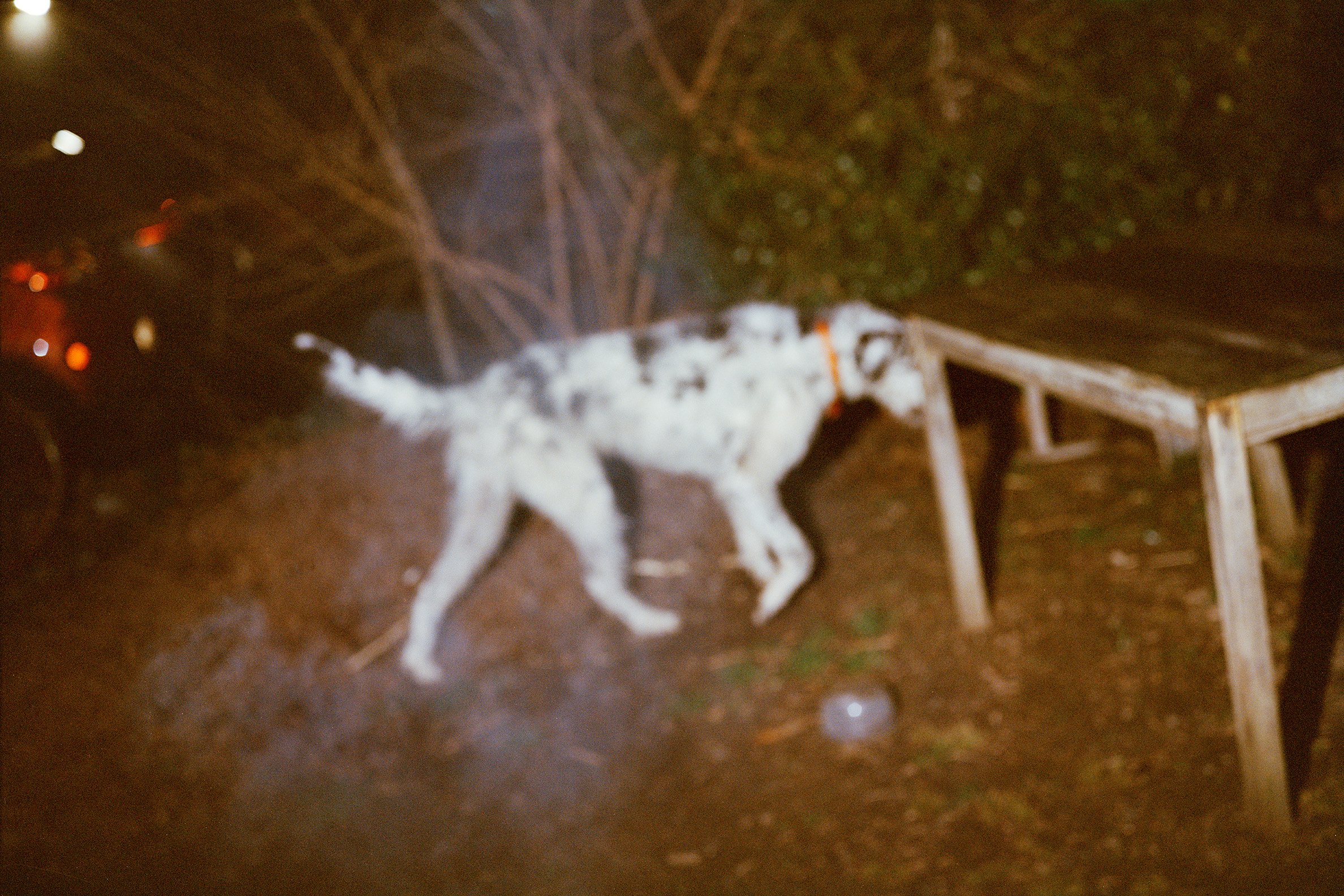 foggy doggy.jpg