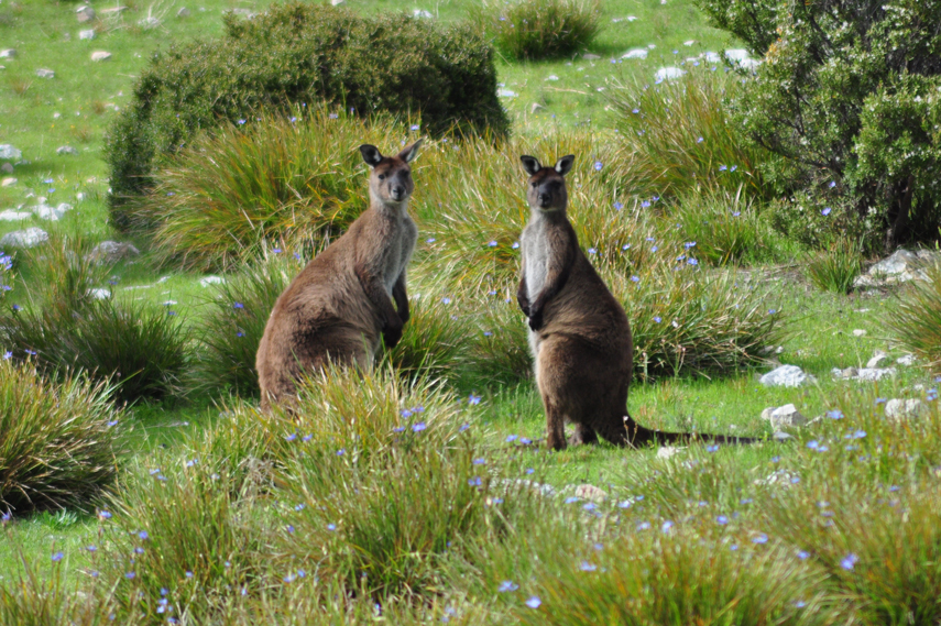 kangaroos_large.JPG
