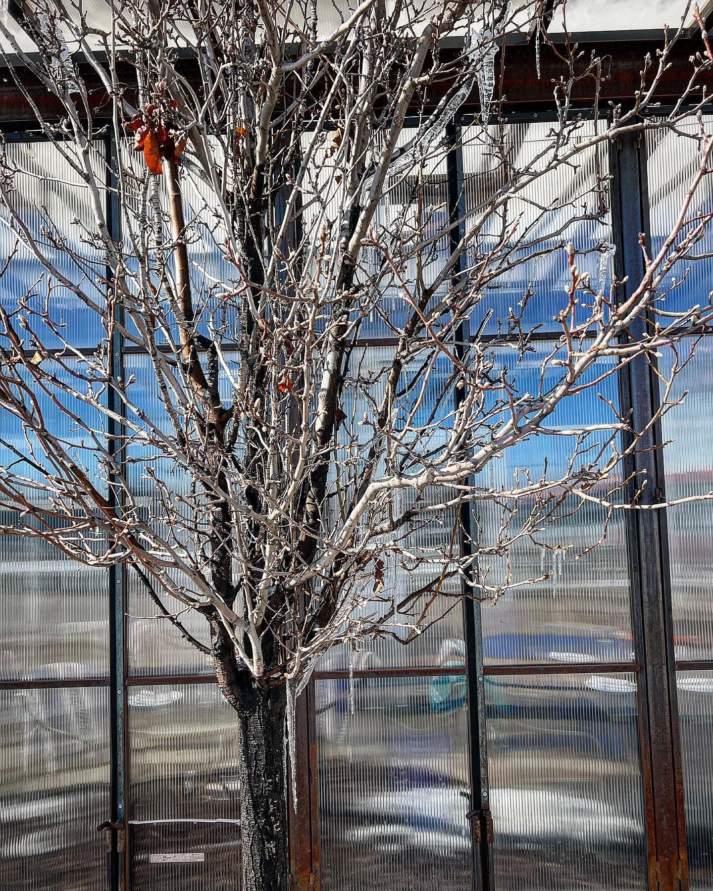 Picture of a frozen tree outside Annette this morning to let yall know that we are in fact open today.

Second year in a row that I forgot that there is this big football game that everyone watches once a year 🤓

Sooo if you want to have a super chi