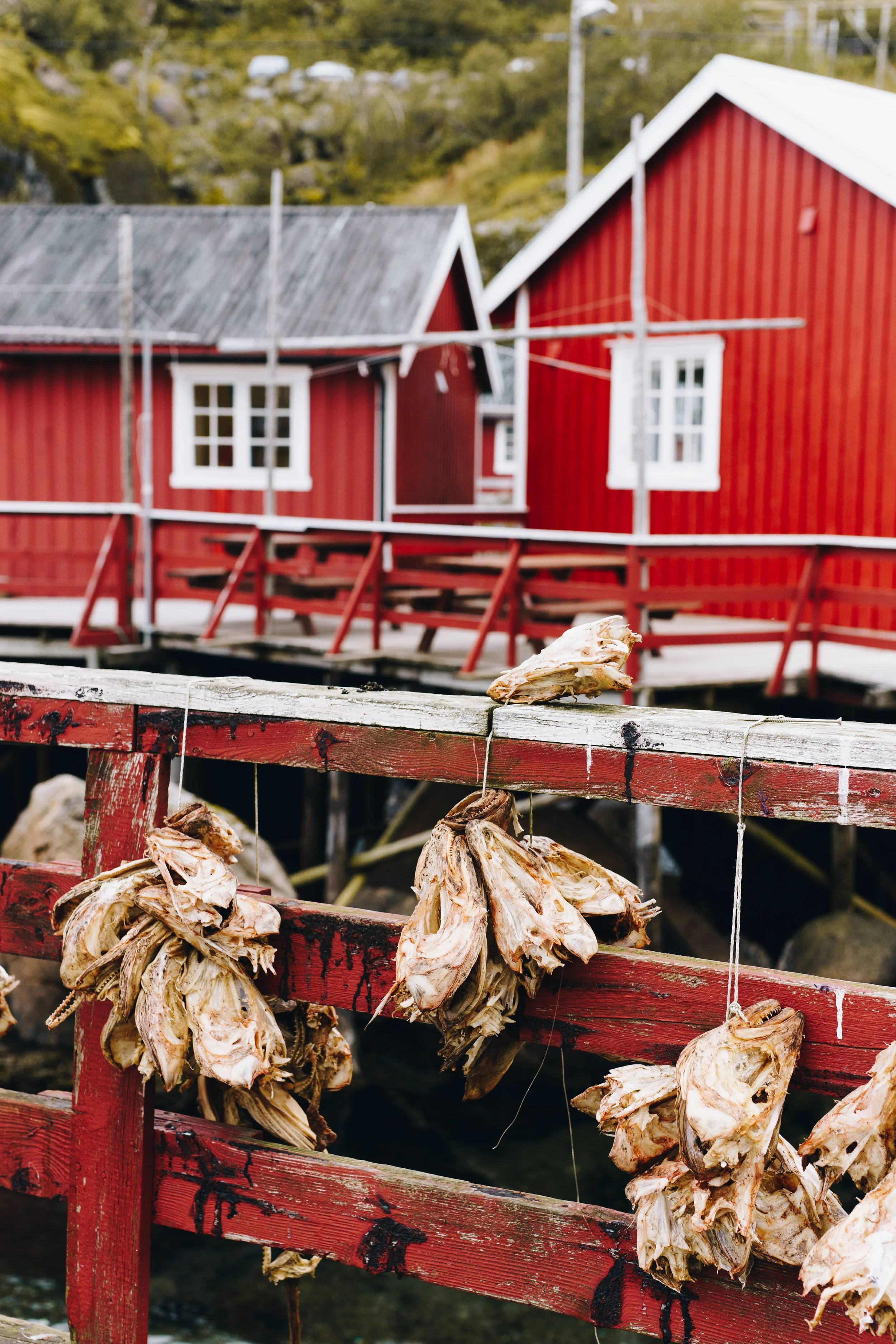 ASROSENVINGE_DSB_Interrail_Norden-00540.jpg