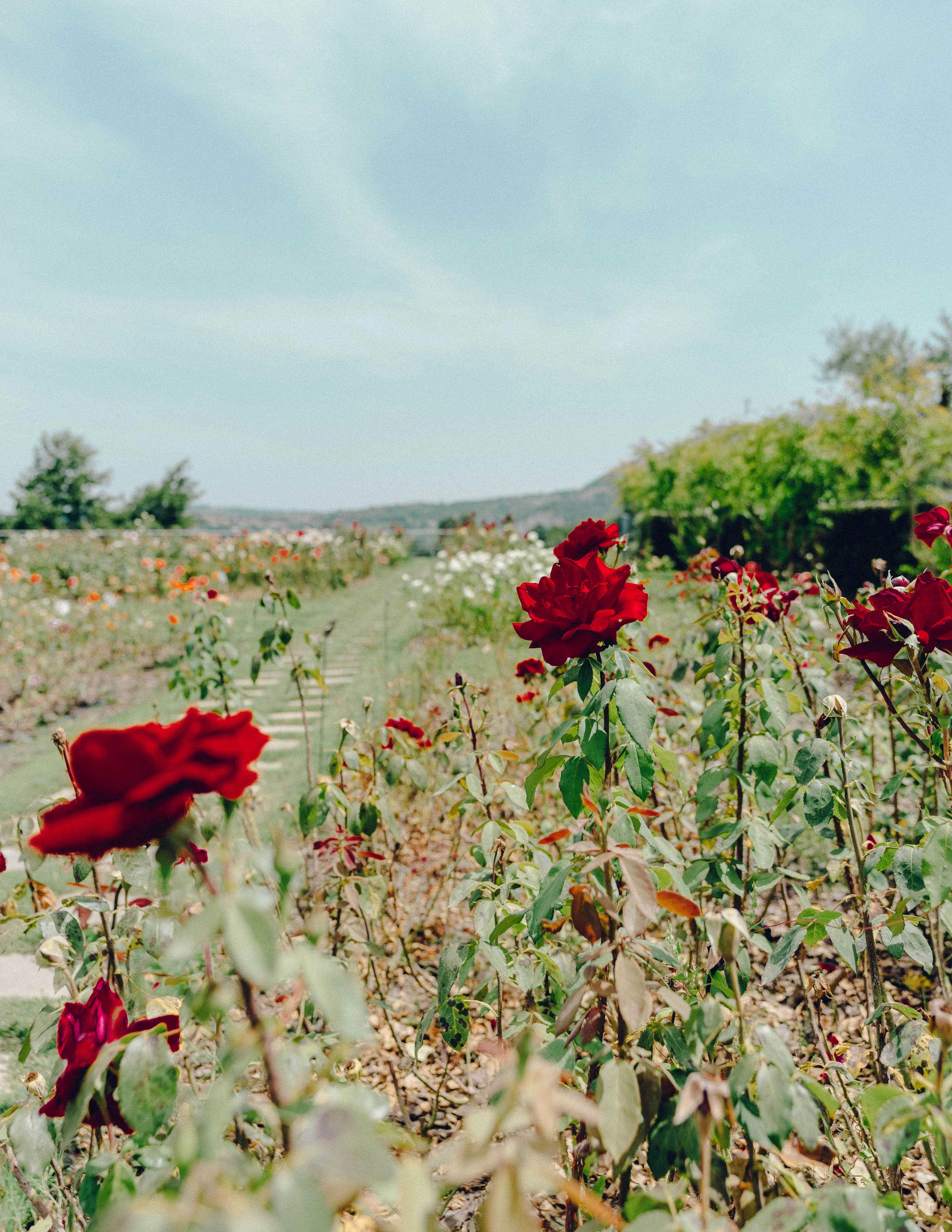 ASROSENVINGE_Roadtrip_Italy_Puglia_Feudi_San_Gregorio-07665.jpg