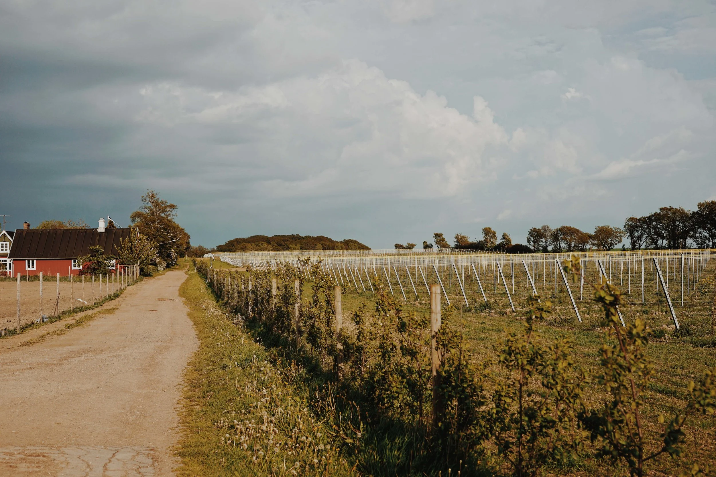 ASROSENVINGE_VisitSkane_Kullabergs_Vingard_Vineyard_LowRes-255.jpg