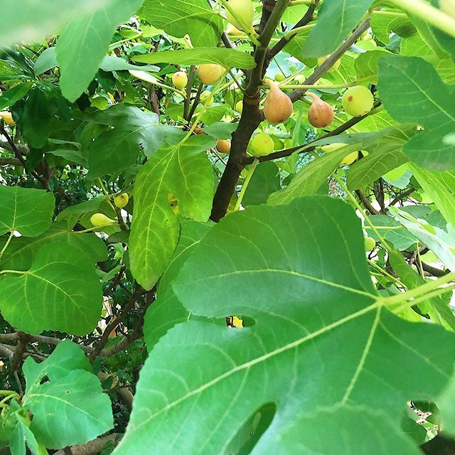 First figs of summer. #gardening