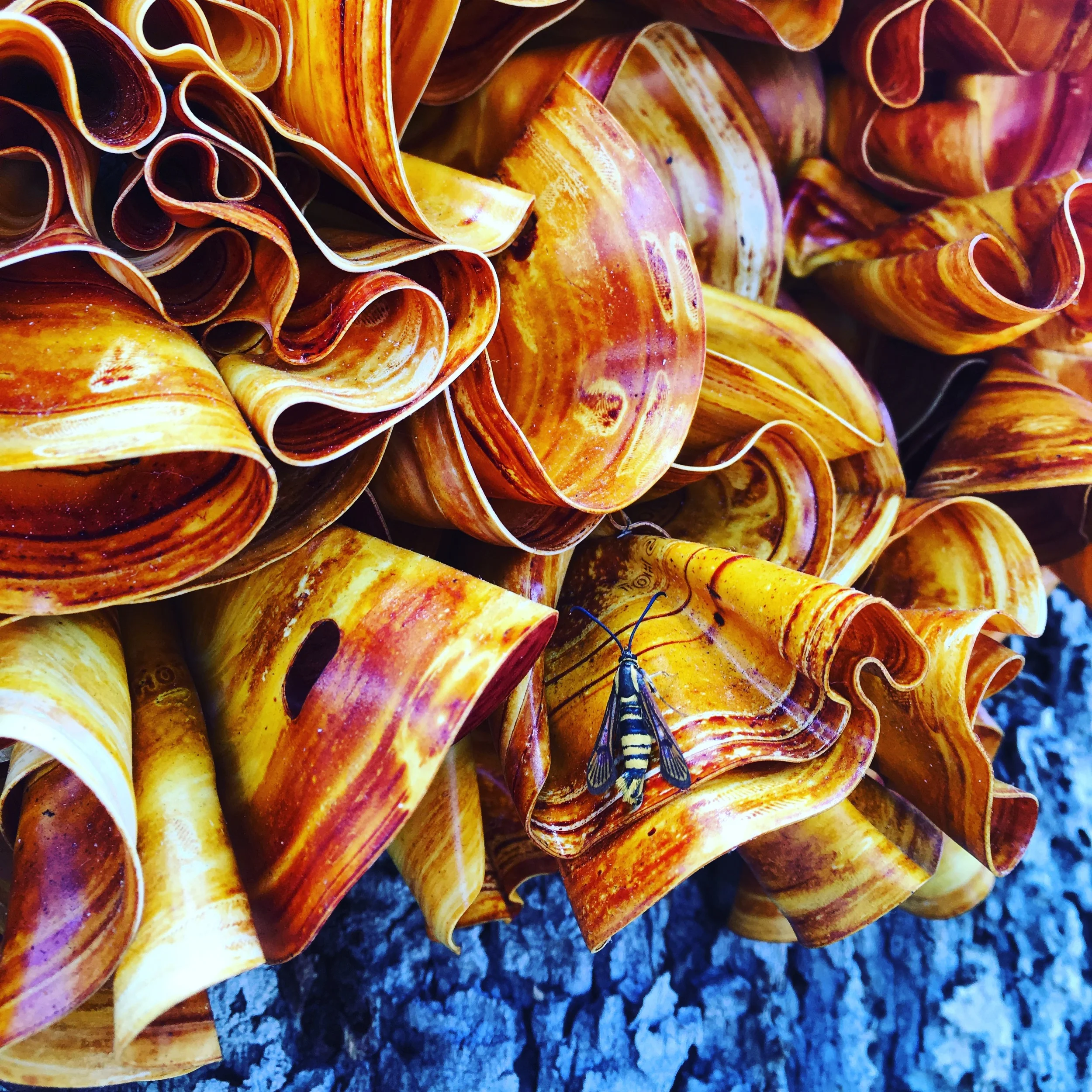 Melted 'Starbucks' coffee cup lids are melted and warped to create this orange 'Fungus' for the Festival of Arts, Laguna Beach, CA.