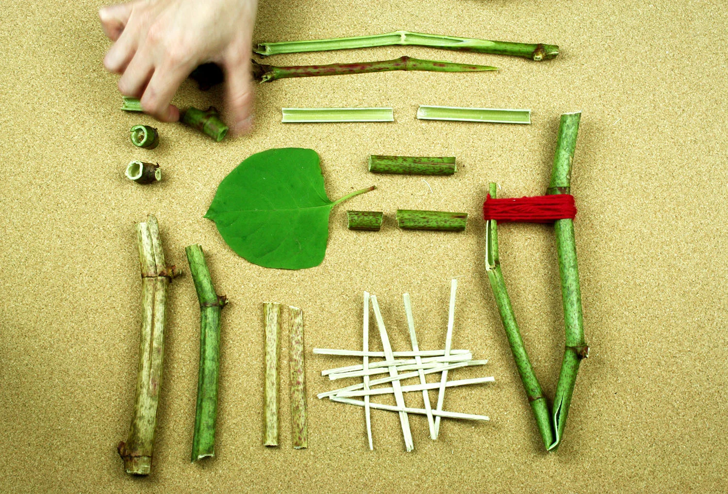 Laura-Jane Atkinson explores the material potential of resilient Japanese Knot Weed through playful experimentation in her studio.
