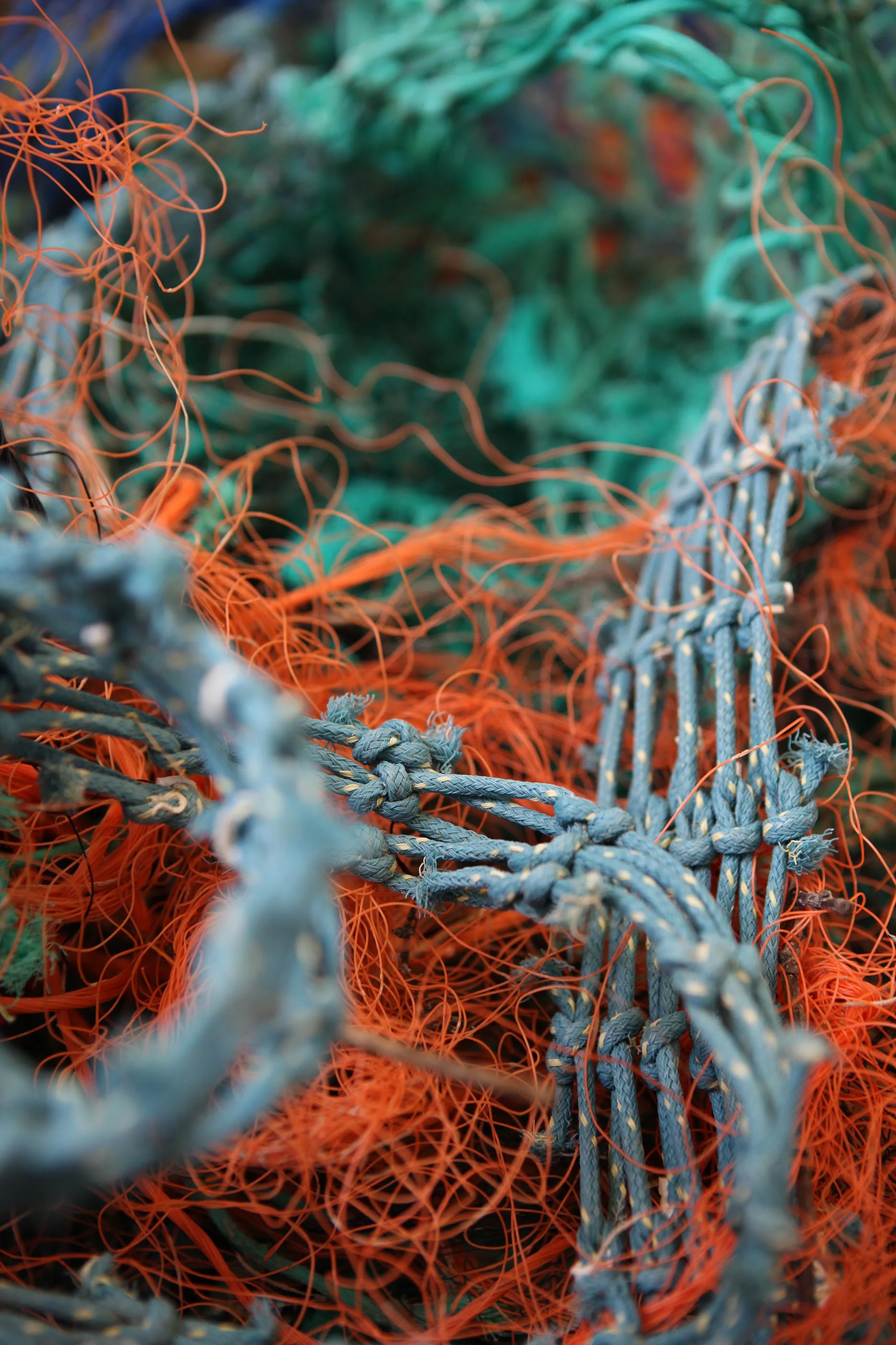 Discarded fishing lines and netting.