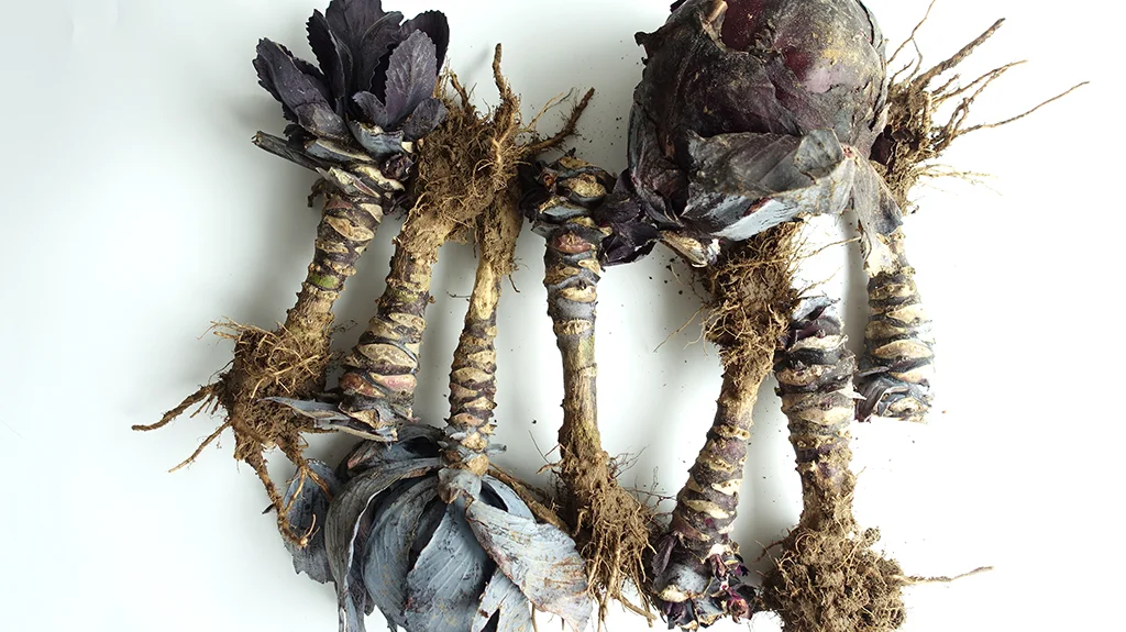 Red Cabbage that is too small to be sold at grocery stores is among the biodegradable vegetable wastes employed by Angelique van der Valk.