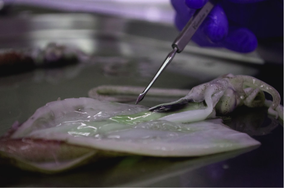 Ink and Luminous bacteria, naturally existing in Octopii, being isolated at BioArt Laboratories.