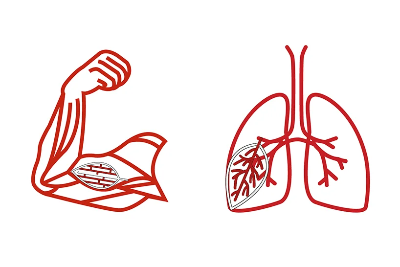 Ectosymbiont, by Angela Mathis, suggests plant-based tissue engineering, ripe for transplanation into the human body.