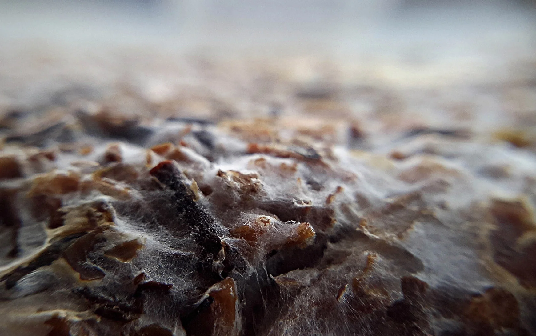 Yerba-mate substrate agglutinated with Mycelium, by Silvio Tinello