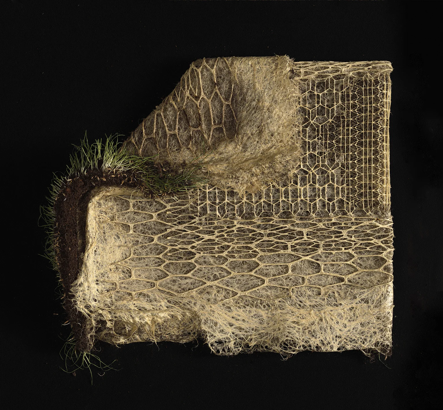 Interwoven by Diana Scherer