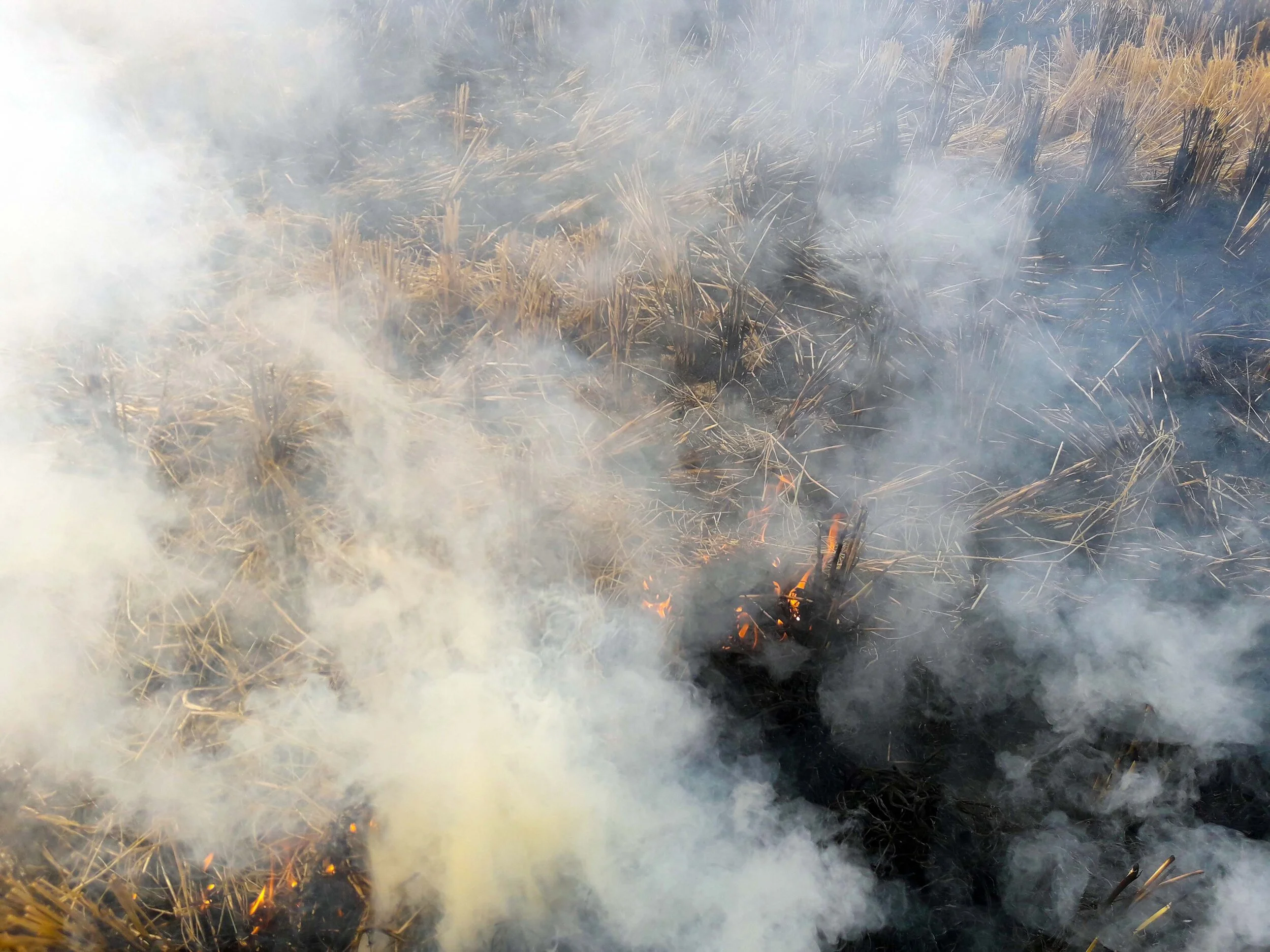A syndicate consisting of ECOR, DSM, Unilever, and IKEA, will address the challenge of burning rice crop waste by buying and transforming this waste into new materials in India.