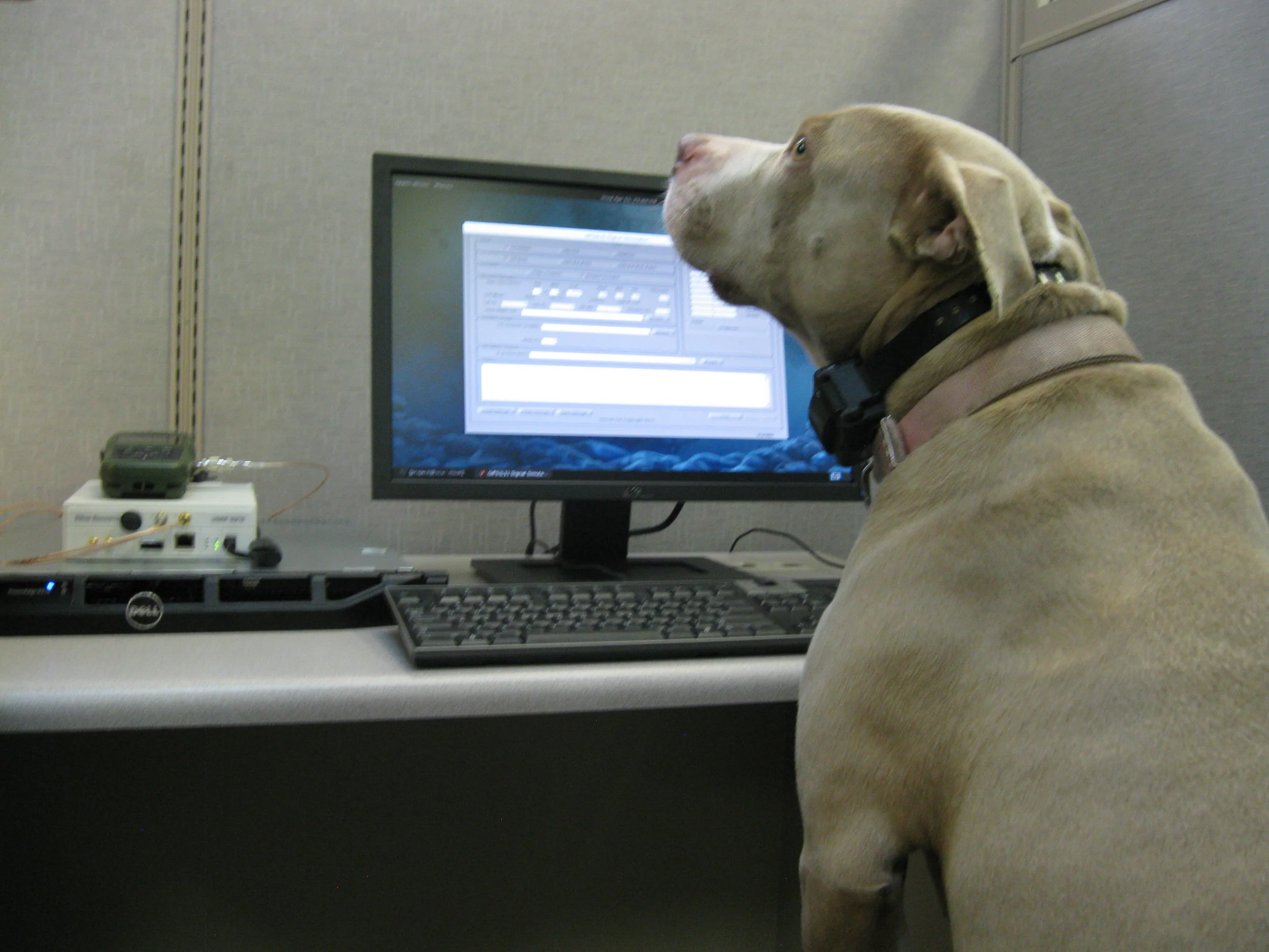 Dog working with the DAGR and Ettus.JPG