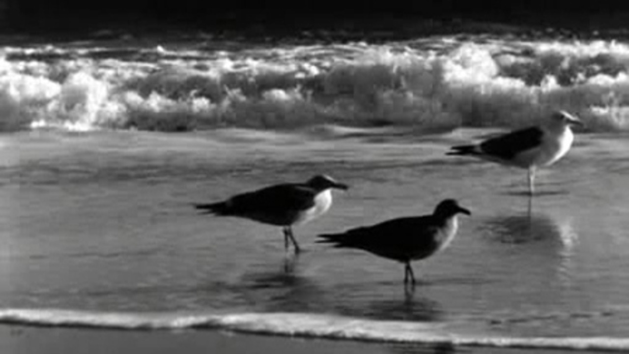 King Neptune and his feathered friends star in Vorkapich and Hoffman's Moods of the Sea