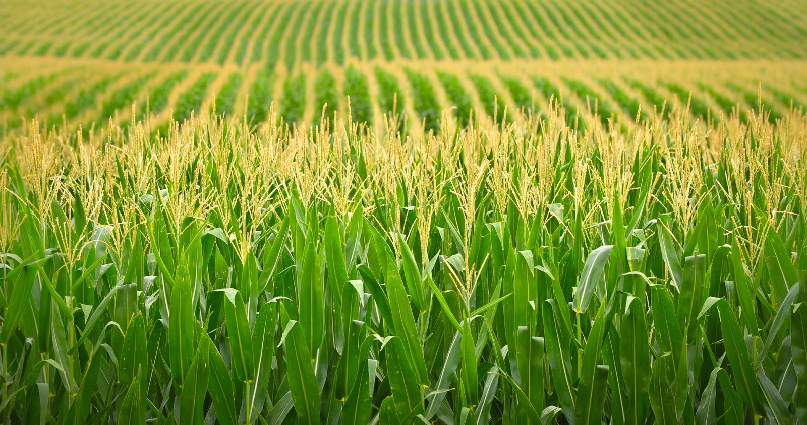 Biotech Crops Contributes _US$127,000 to Argentina's Economy.jpg