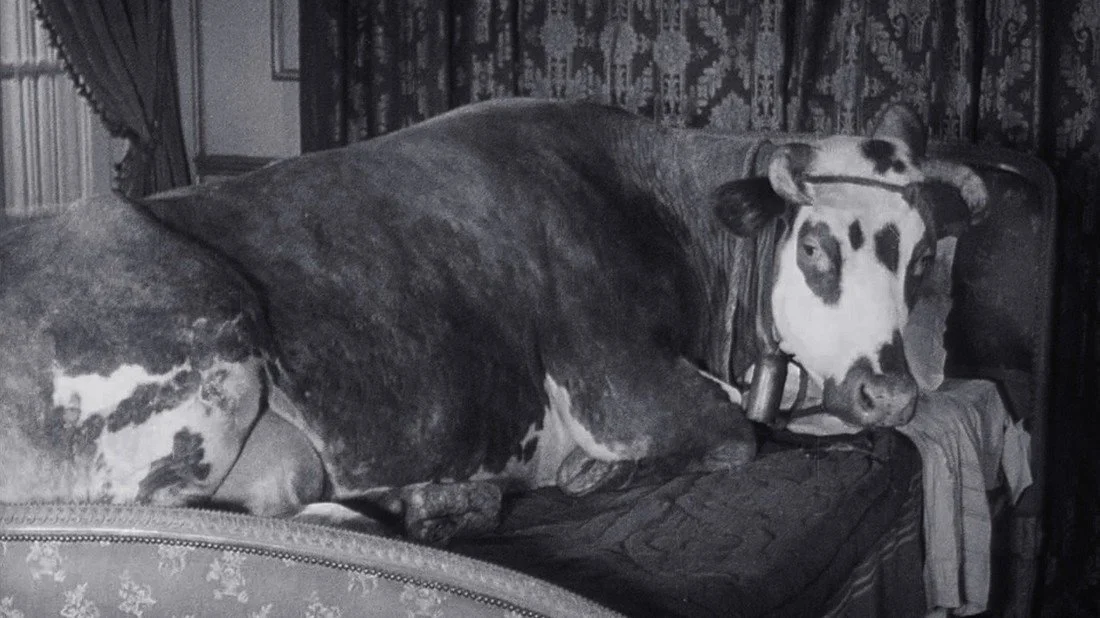 Episode 476 - L'Age D'Or (Young Critics Watch Old Movies v.10)