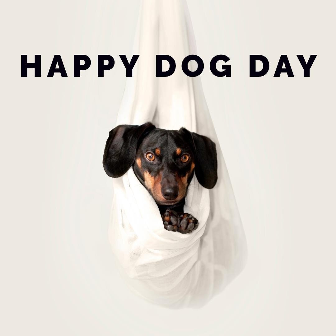 What would make you feel SUPPORTED?
Today is National Dog Day...it's a great time to:
ADOPT A DOG
or... find a place of unconditional love in your heart.
#noop  #creative #feeling #dogs #LMD #lmdshares #love  #creatived #adopt