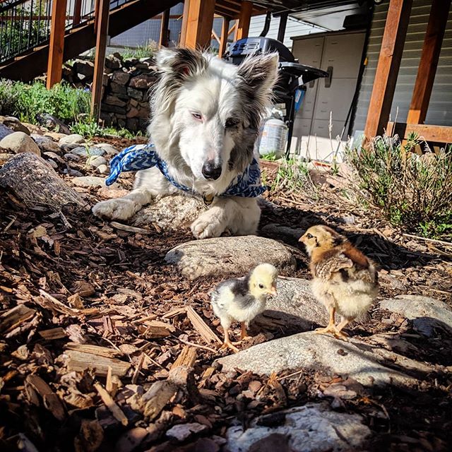 As Maya has deemed the chicks fit to join her in the yard it's time to give them names. There are three this season, and they would like to be named after world leaders.
.
Punderful name suggestions must mention chicken words: such as shell, hatch, y