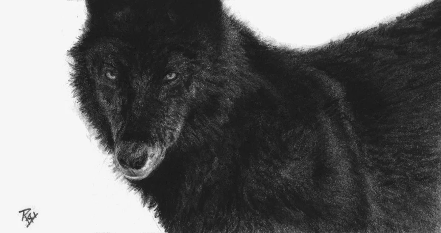 2015-10 wolf study.jpg