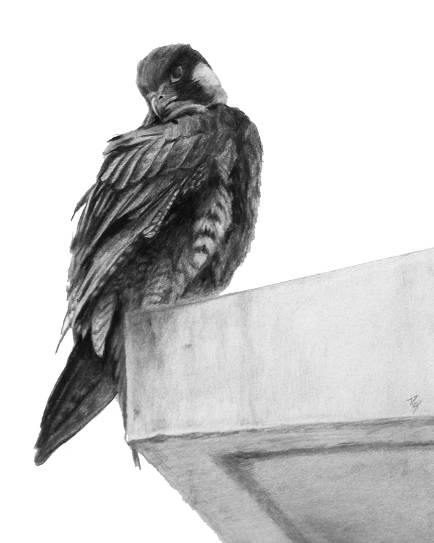 RayBrown_UrbanRooster.jpg