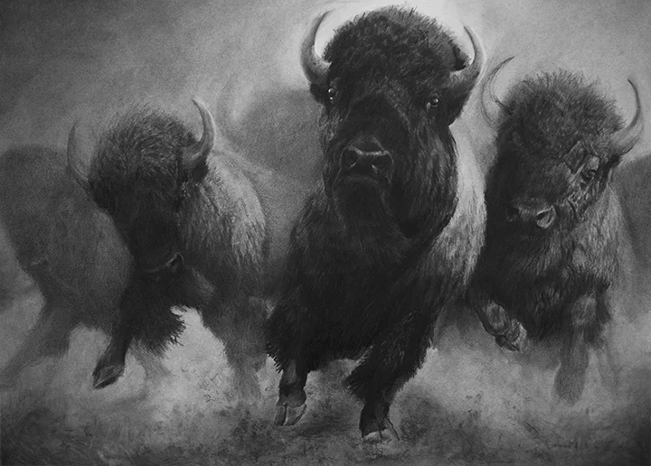 Not Without A Fight 30"x40" Charcoal - Available at Buffalo Bill Auction and Sale September 2019