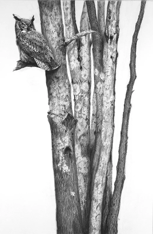 ...The More He Saw The Less He Spoke... 36"x24" Charcoal - Available at the Coors Western Art Show January 2020