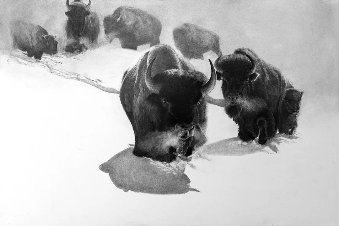 Fresh Tracks 40" x 40" - charcoal -Available at Buffalo Bill Art Show and Sale 2025