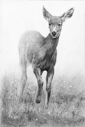 Oh Deer! 14” x 9.25” charcoal - Available 