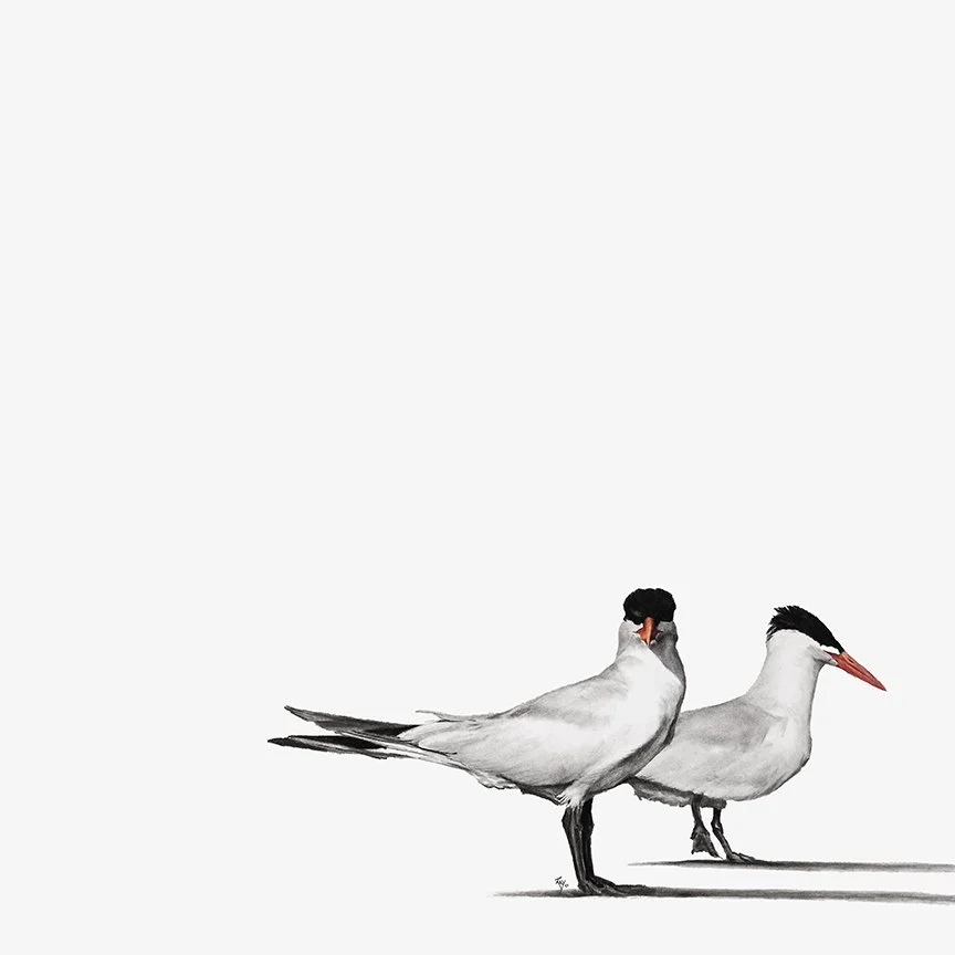 Tern Style 30" x 30" Charcoal/Colored Pencil - Available at SEWE 2026