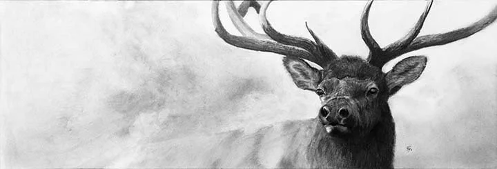 Confidence 12” x 36” charcoal - AVAILABLE at the 2026 Western Visions show at the National Wildlife Museum of Art