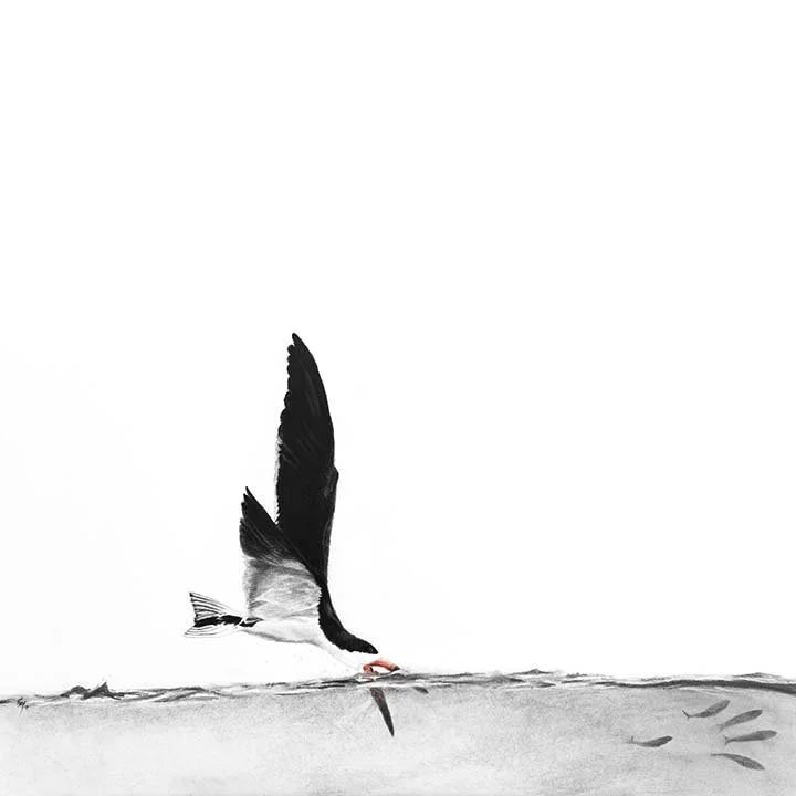Skimmer 30" x 30" Charcoal - Available