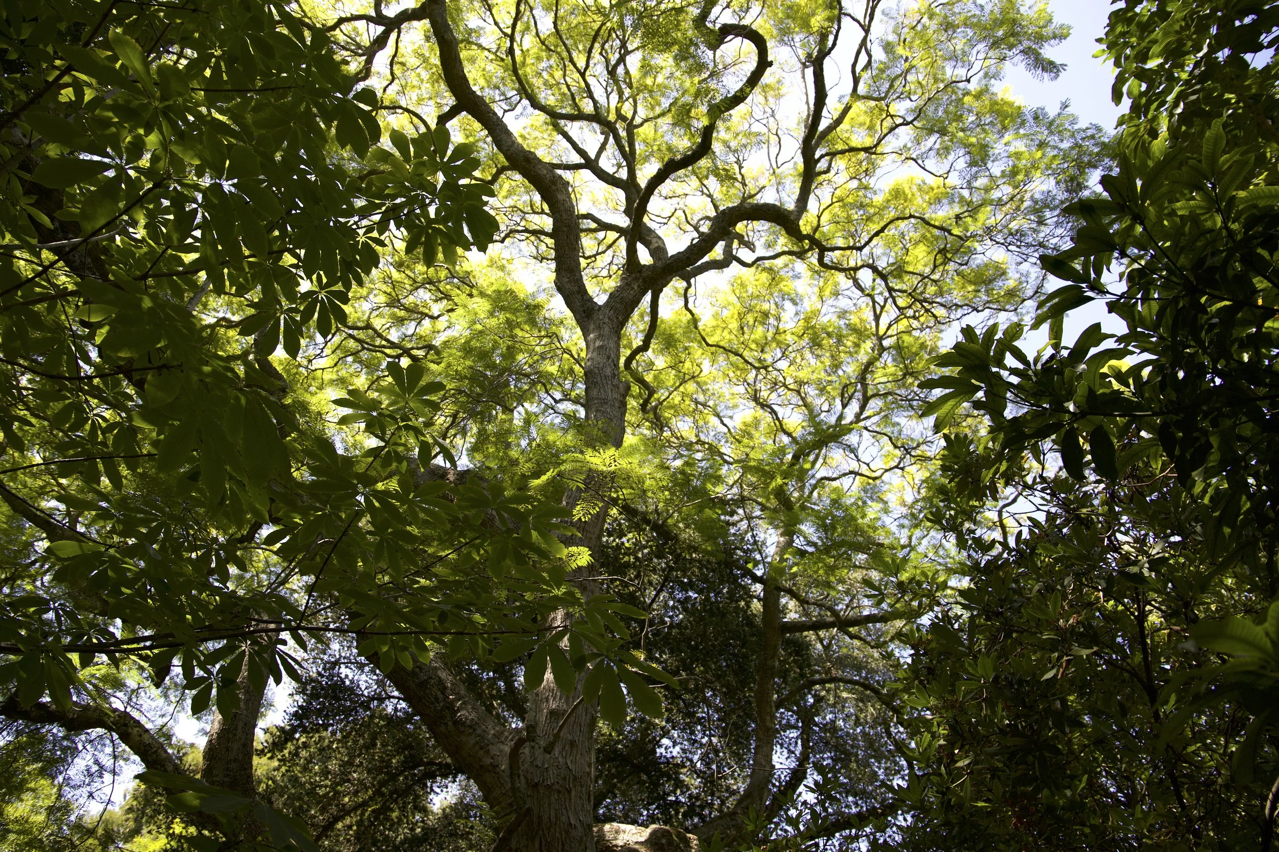 marie frei arderne trees.jpeg