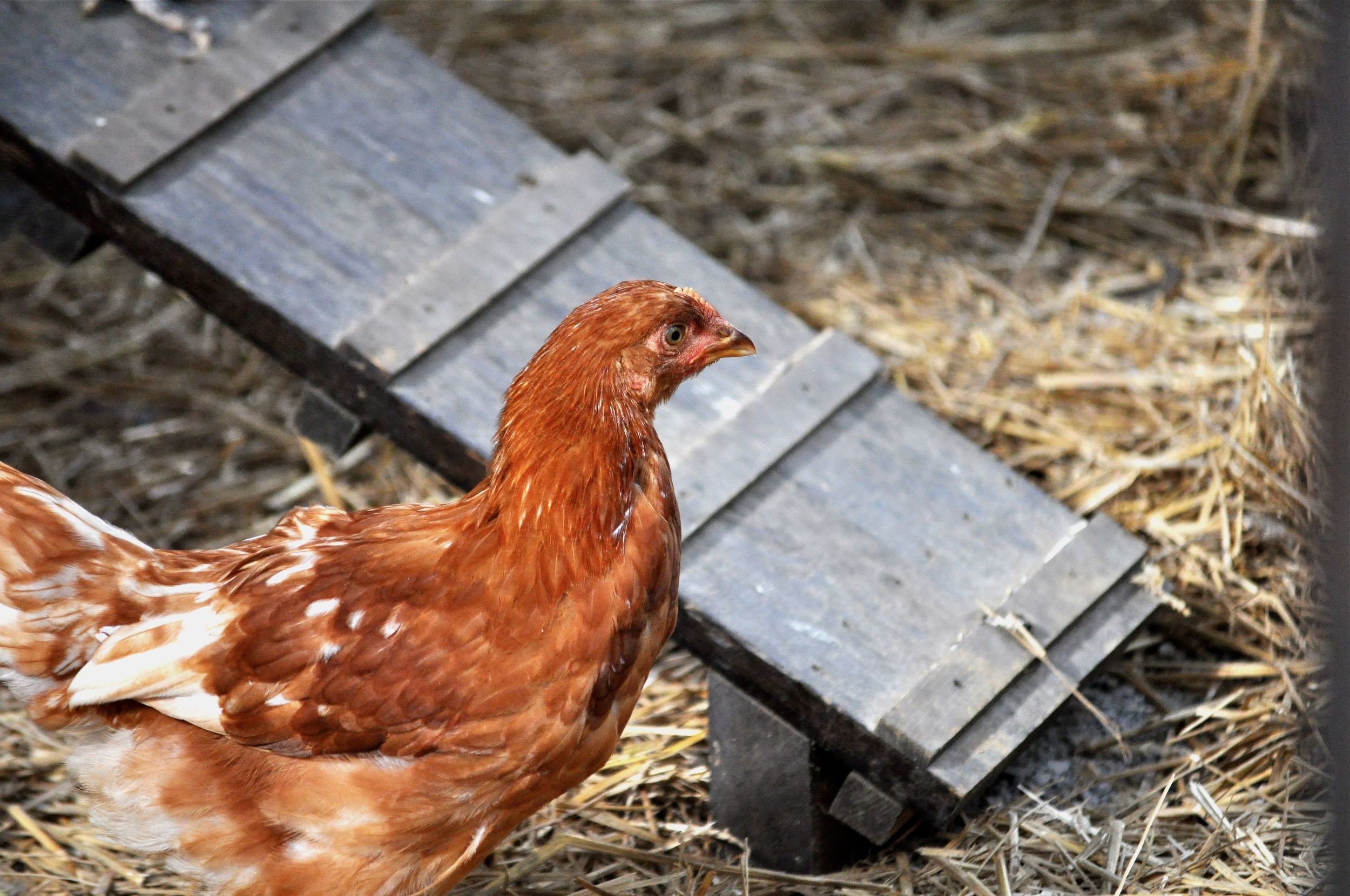 Chicken Blog Picture 3.jpg