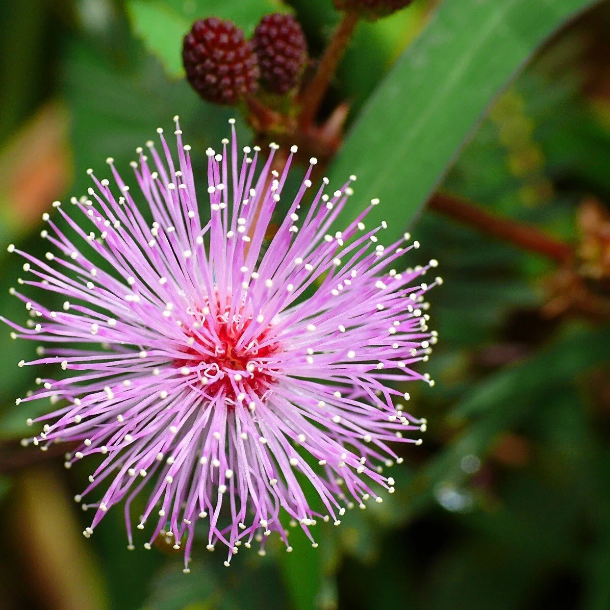 Anticancer activity of mimosa pudica — The Nutrition Clinic