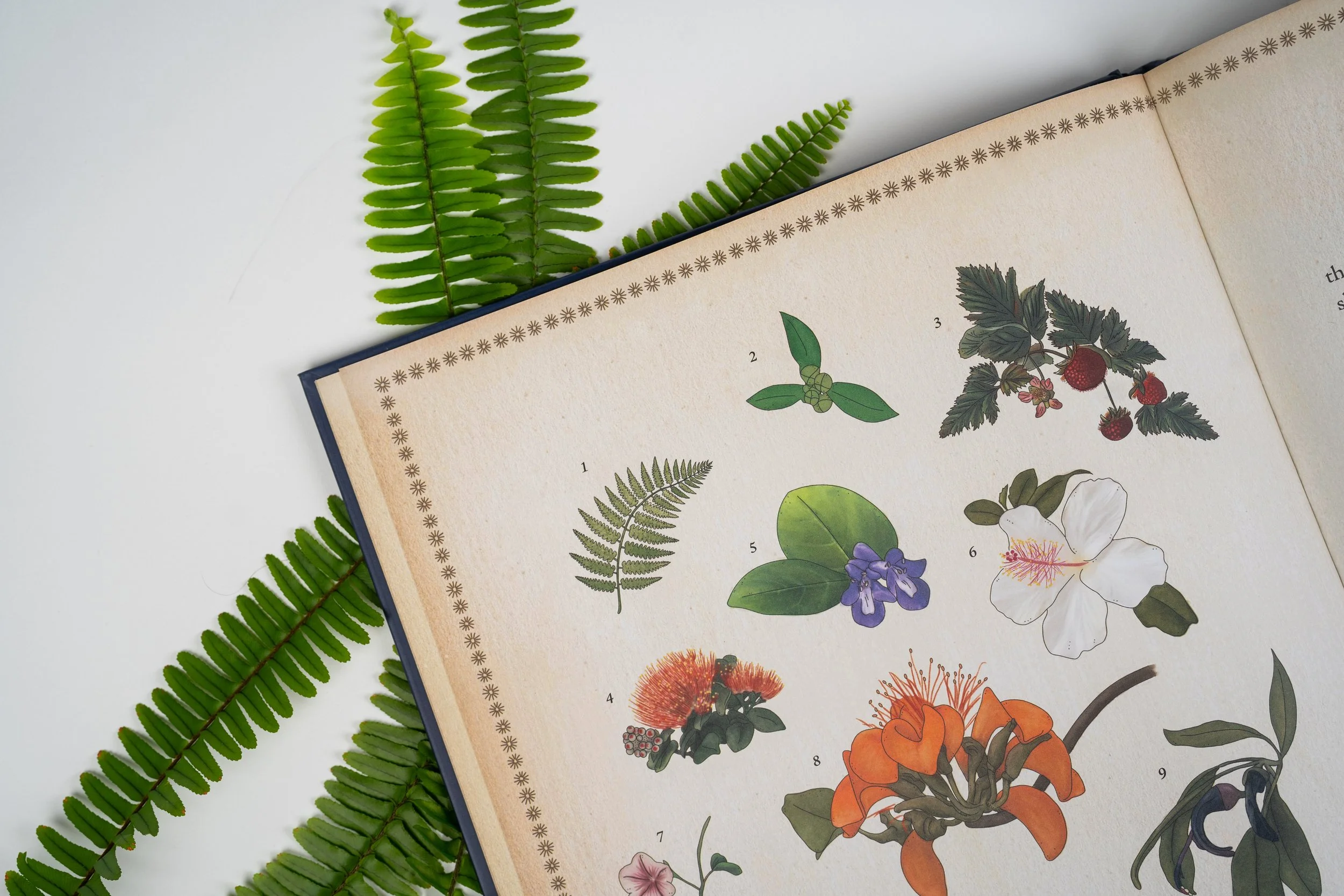 BessPress_Ilustrated Map Book_Plants Page_Sean Marrs Photography.jpg.jpg