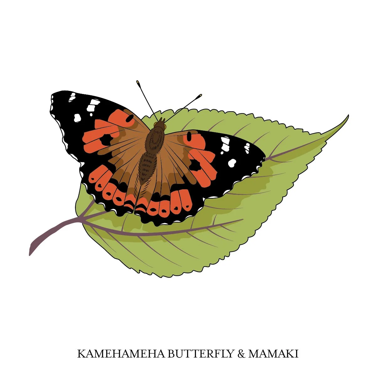 LTrangmar_KButterfly.jpg