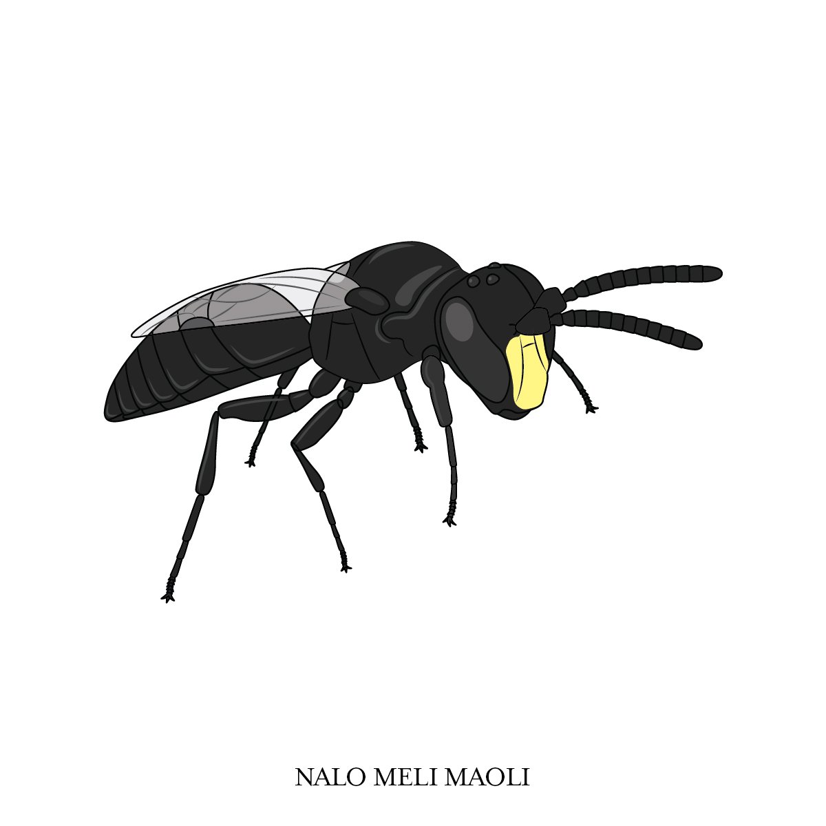 LTrangmar_Nalomelimaoli.jpg