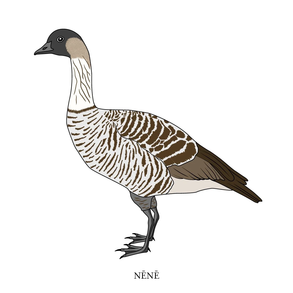 LTrangmar_Nene.jpg