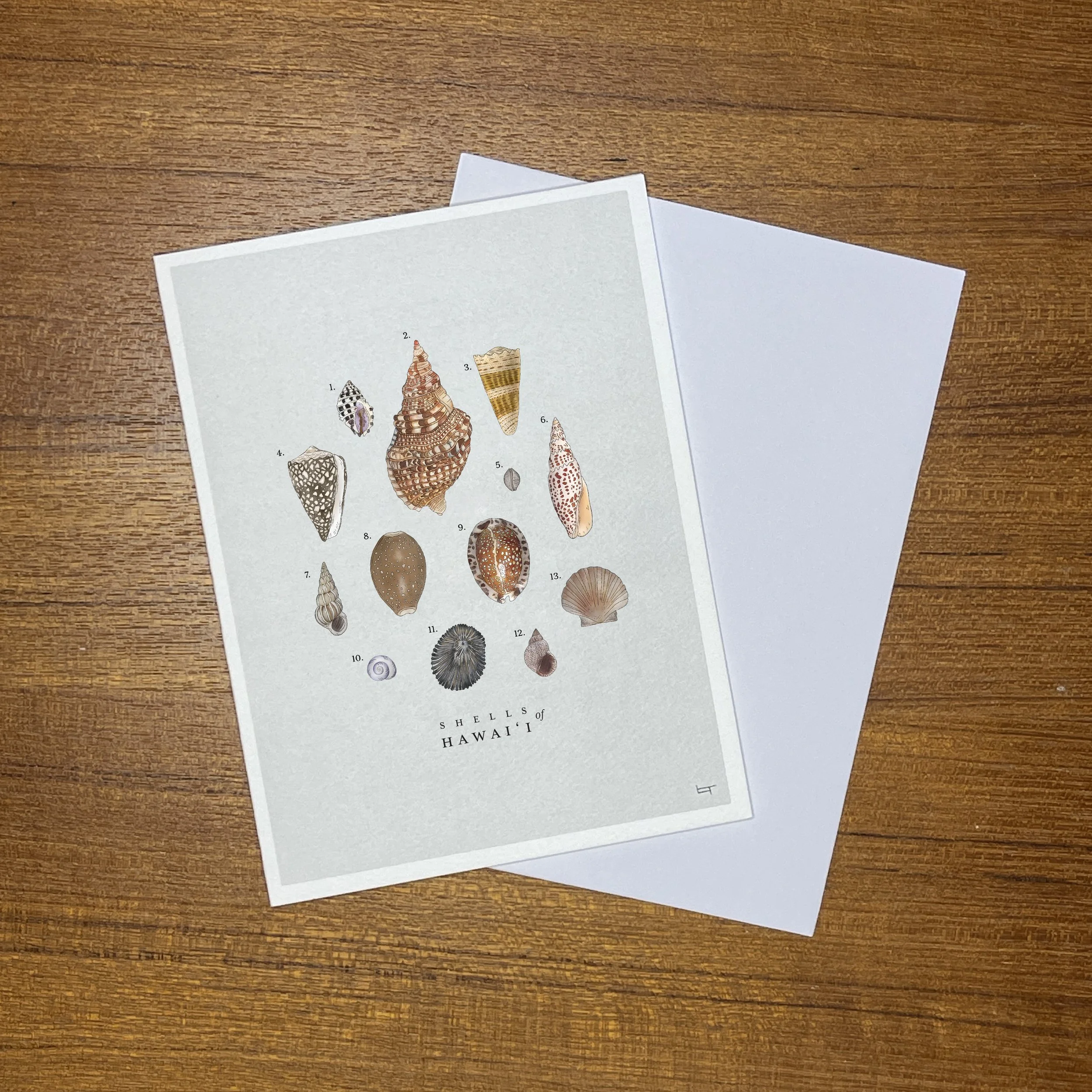 Shells_card_photo.jpg
