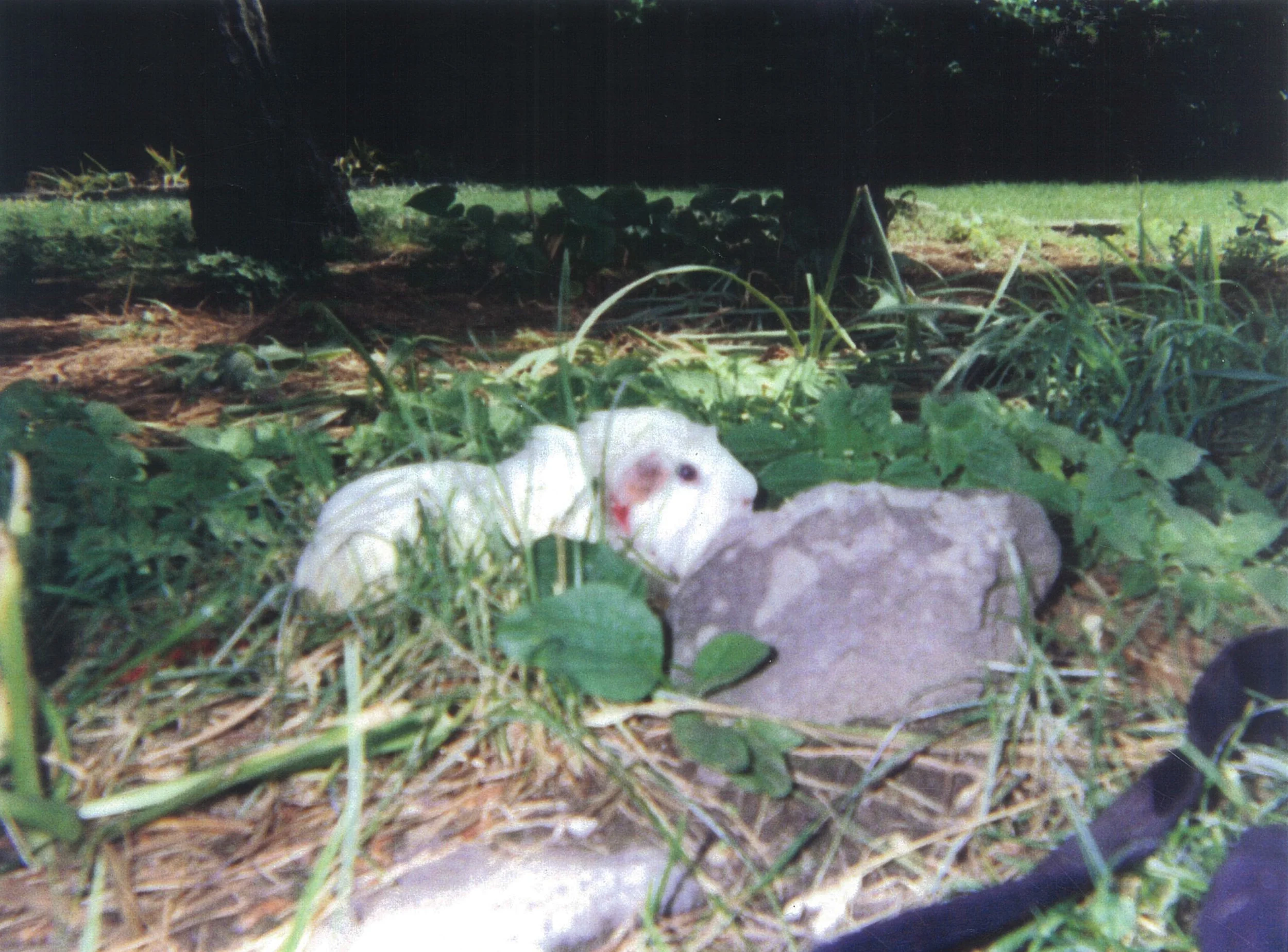Pictures in Book-11.jpg